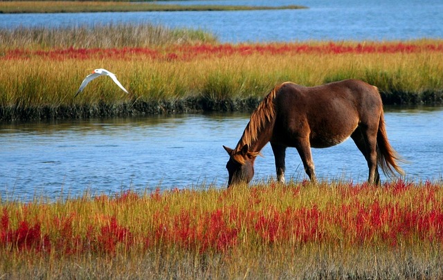 horse-horse-lead-rope-horses-640x480-58346464.jpeg