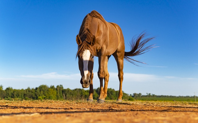 horse, horse lead rope, horses