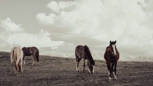 horse-horse-lead-rope-horses-640x480-67819961.jpeg
