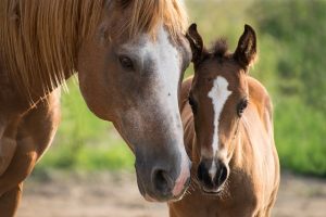 horse-horse-lead-rope-horses-640x480-69089529.jpeg