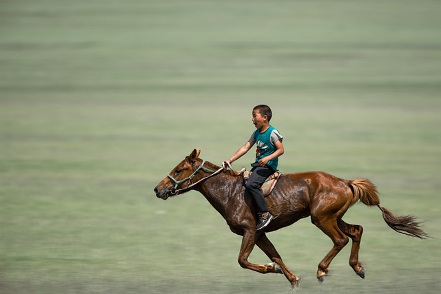 horse, horse lead rope, horses