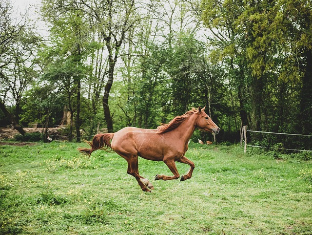 horse, horse lead rope, horses