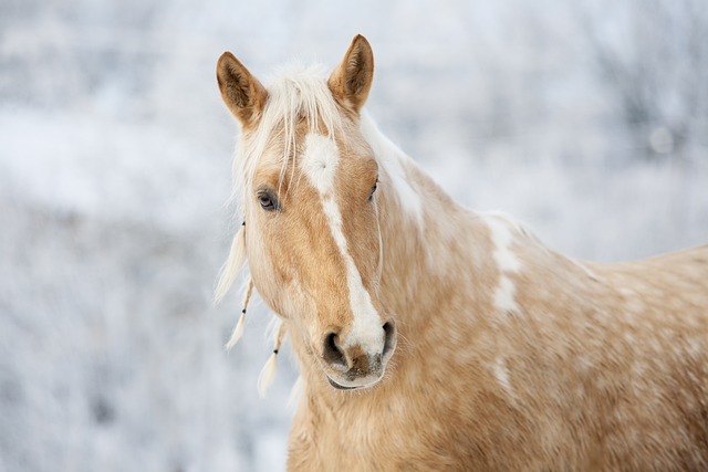 horse, horse lead rope, horses