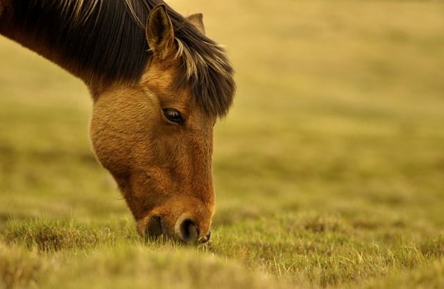 horse, horse lead rope, horses