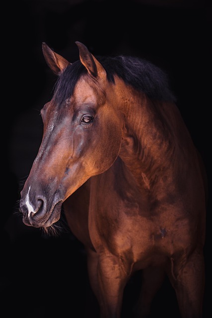 horse, horse lead rope, horses