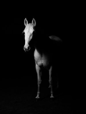 horse-horse-lead-rope-horses-640x480-78968922.jpeg