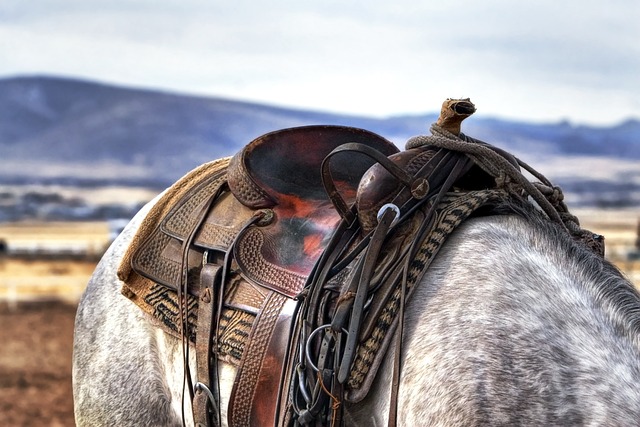horse-horse-lead-rope-horses-640x480-79658948.jpeg