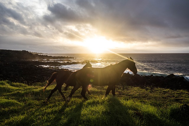 horse-horse-lead-rope-horses-640x480-82190660.jpeg