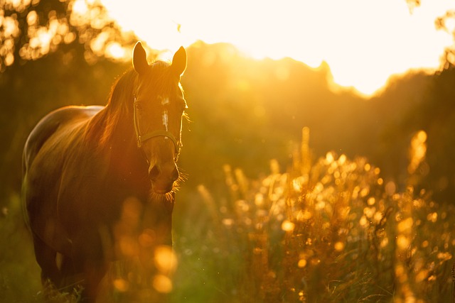 horse, horse lead rope, horses