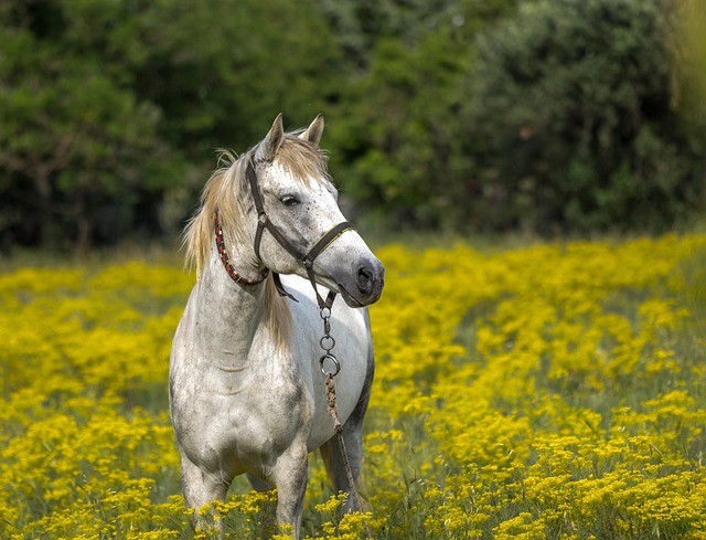 horse, horse lead rope, horses