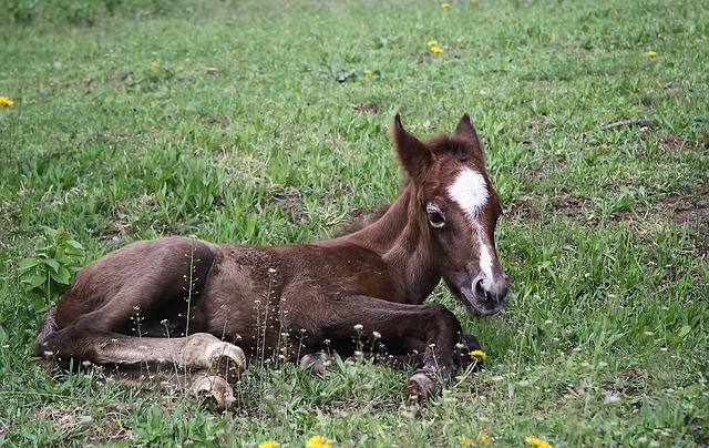 horse, horse lead rope, horses