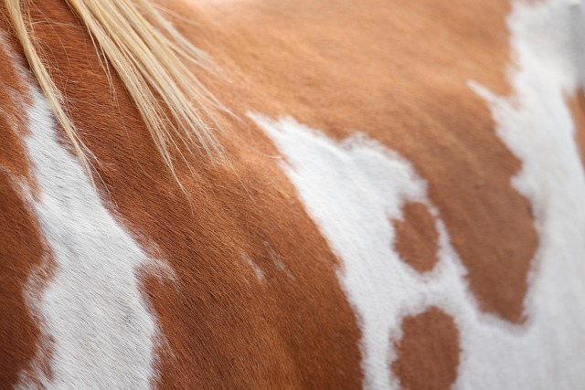 horse, horse lead rope, horses