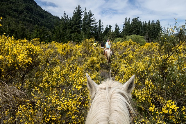 horse, horse lead rope, horses