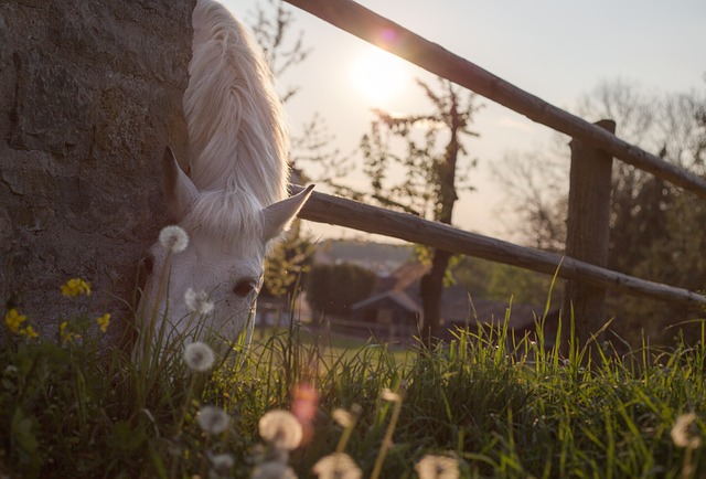 horse, horse lead rope, horses