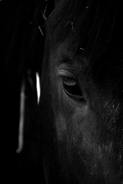 horse, horse lead rope, horses