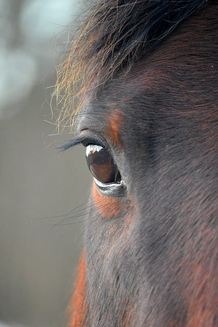 horse, horse lead rope, horses