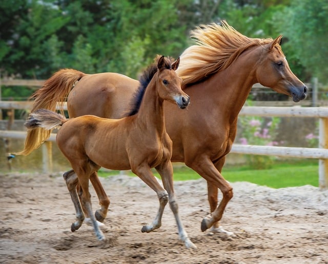 horse, horse lead rope, horses