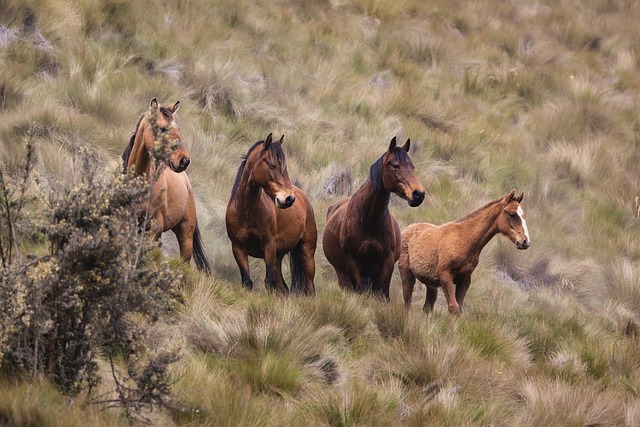 horse, horse lead rope, horses