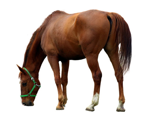 horse, horse lead rope, horses