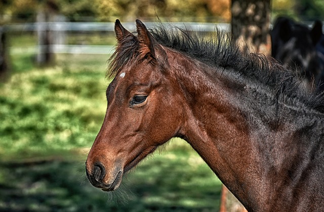 horse, horse lead rope, horses