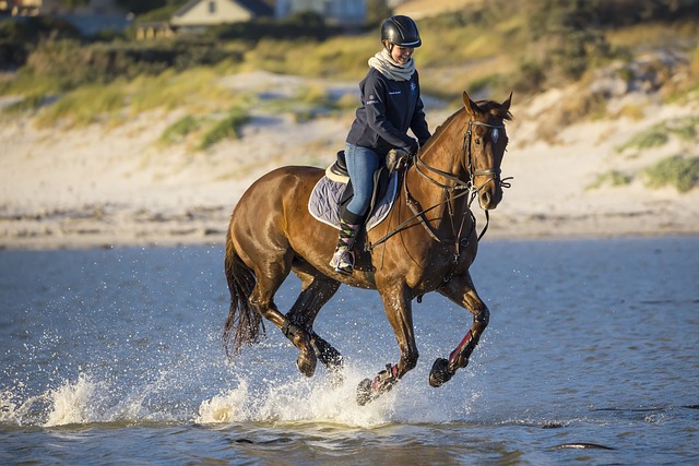 horse-horse-rope-640x480-25453061.jpeg