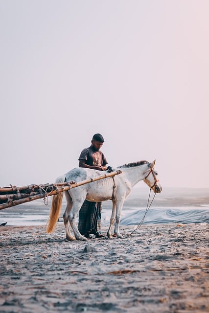 horse-horse-rope-640x480-53161563.jpeg