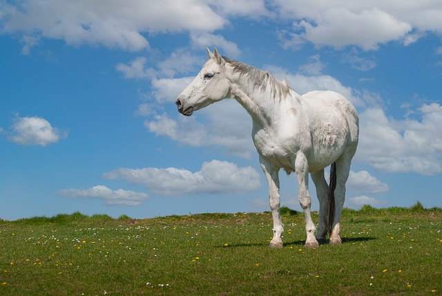 horse, horse rope