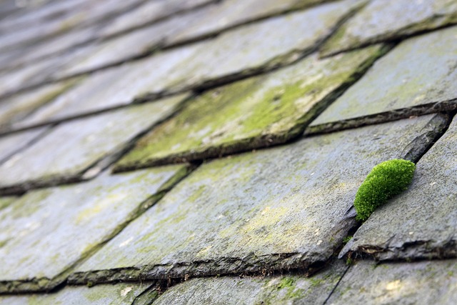 Steeline colorbond roofing