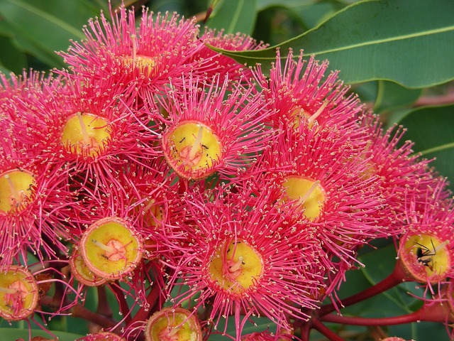 Vacationer caravans, Australian locations, Camping in Australia