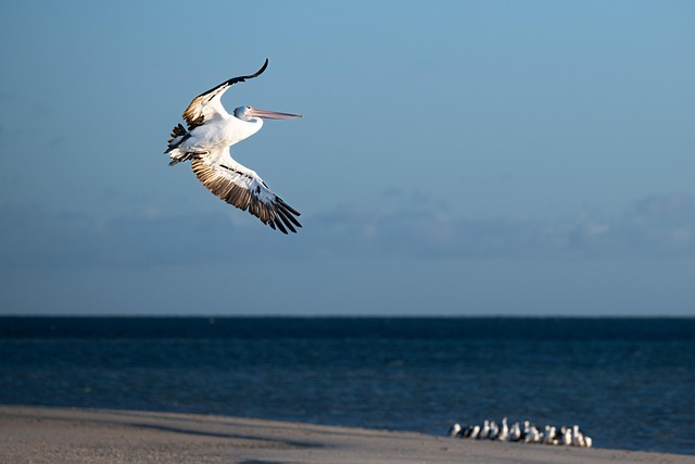 Vacationer caravans, Australian locations, Camping in Australia