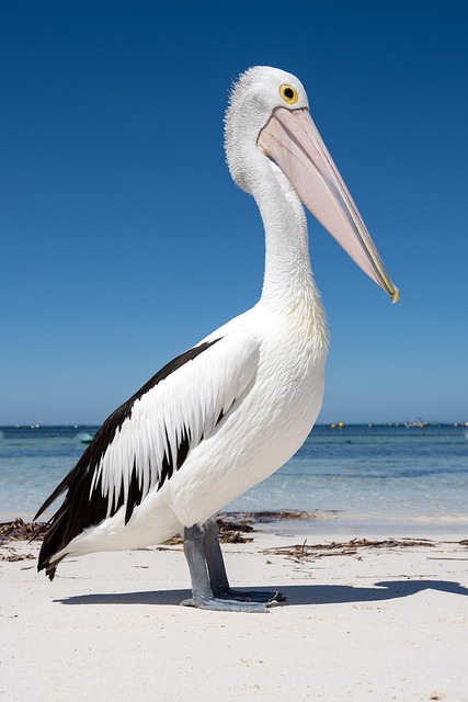 Vacationer caravans, Australian locations, Camping in Australia