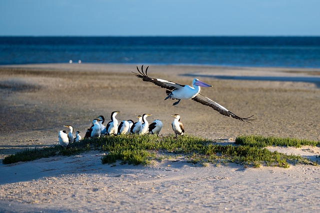 Vacationer caravans, Australian locations, Camping in Australia