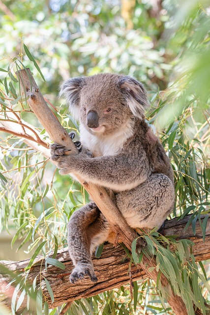 Vacationer caravans, Australian locations, Camping in Australia