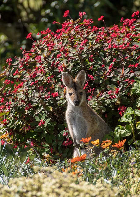 Vacationer caravans, Australian locations, Camping in Australia