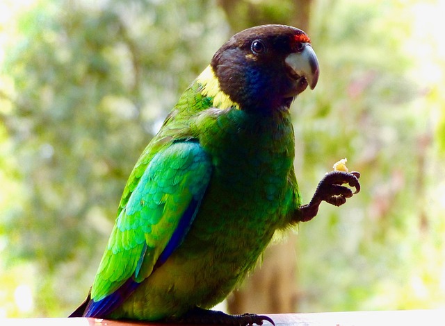 Vacationer caravans, Australian locations, Camping in Australia