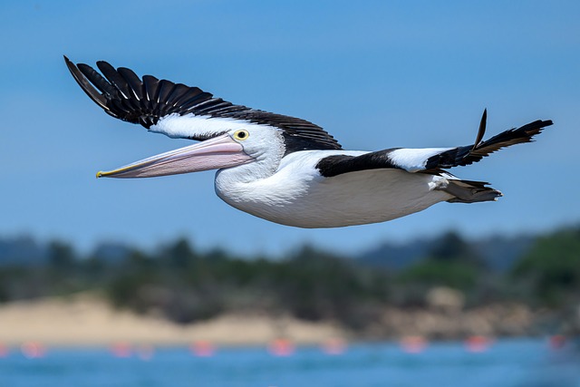 Vacationer caravans, Australian locations, Camping in Australia