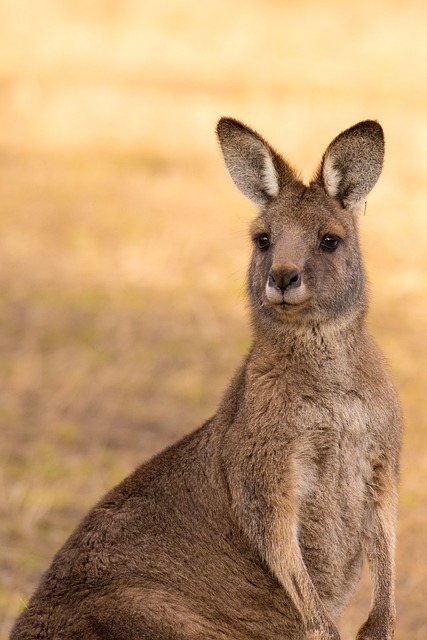 Vacationer caravans, Australian locations, Camping in Australia