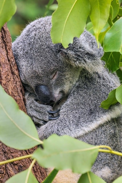 Vacationer caravans, Australian locations, Camping in Australia
