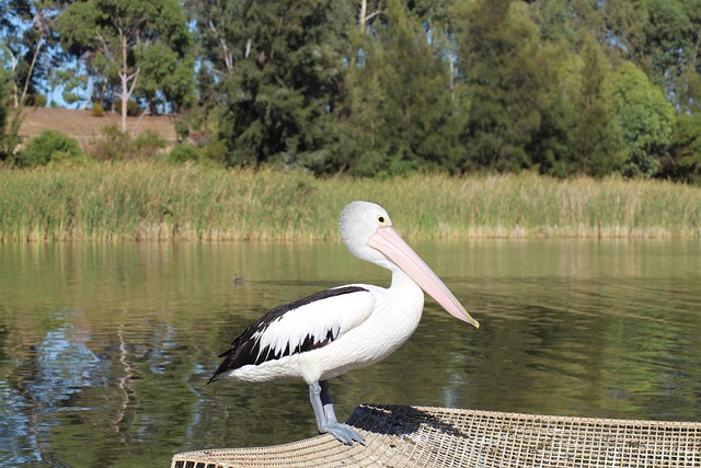 Vacationer caravans, Australian locations, Camping in Australia
