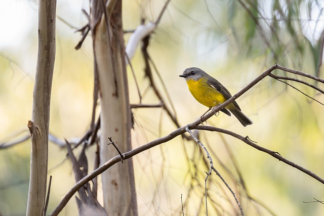 Vacationer caravans, Australian locations, Camping in Australia