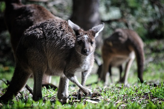 Vacationer caravans, Australian locations, Camping in Australia