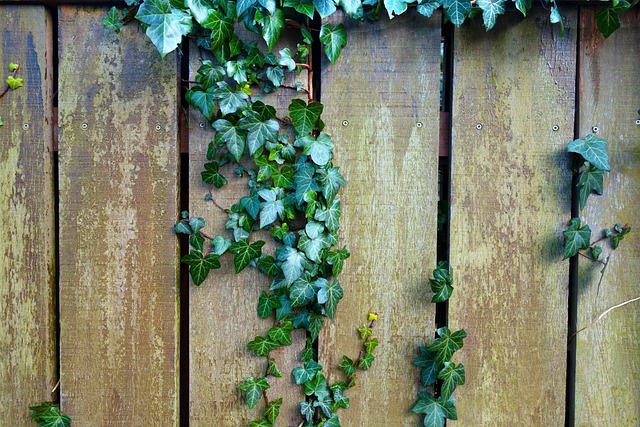 colorbond fencing,  Backyard colorbond fences