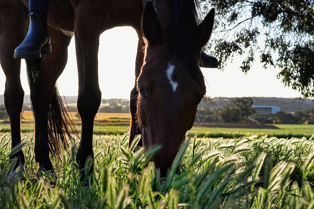 horse, horse lead rope