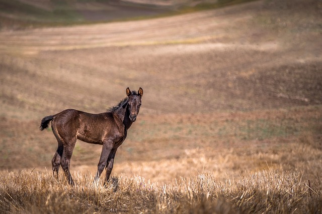 horse-horse-lead-rope-640x480-37819163.jpeg