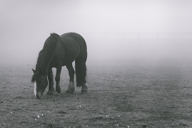 horse-horse-lead-rope-640x480-43422333.jpeg