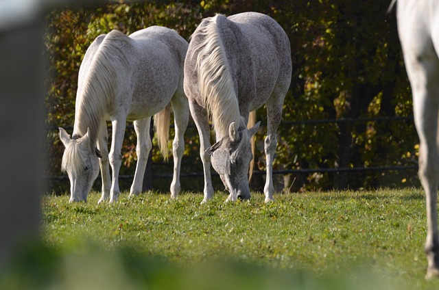 horse, horse lead rope