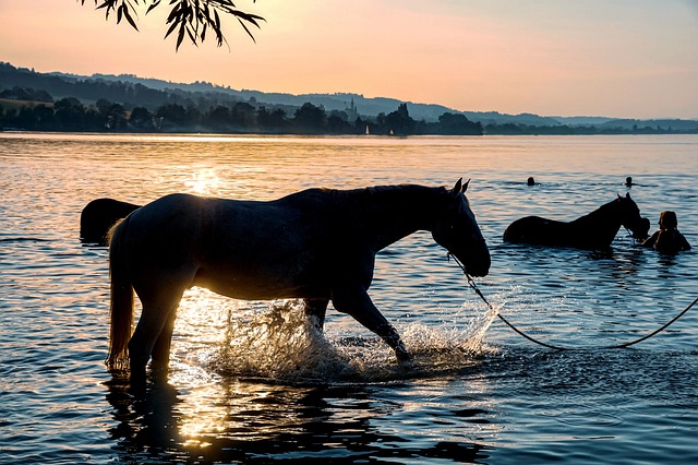 horse, horse lead rope