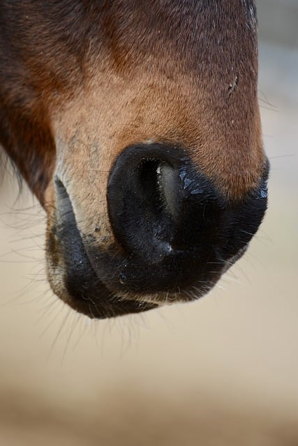 horse, horse lead rope