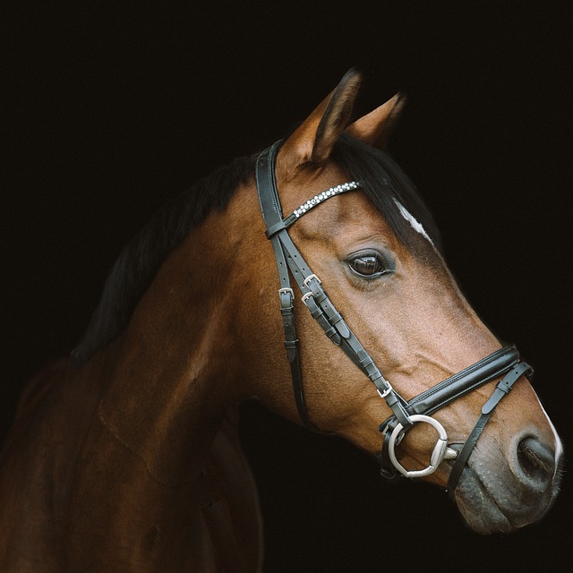 horse, horse lead rope, Australian made