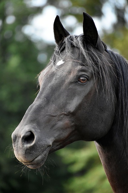 horse, horse lead rope, horses